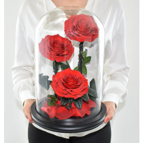 Drei rote Rosen im Glasdom D10