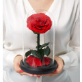 Eine rote Rose im Glasdom D8