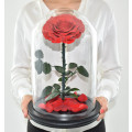 Eine rote Rosen im Glasdom D12